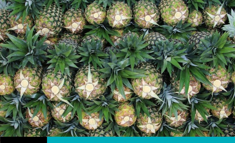 Piña orgánica en la era de la pos verdad - aDiarioCR.com
