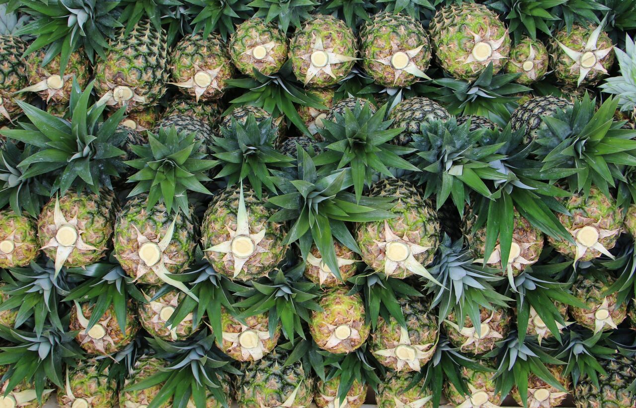 Piña orgánica en la era de la pos verdad - aDiarioCR.com