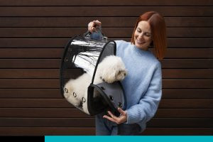 importación de perros