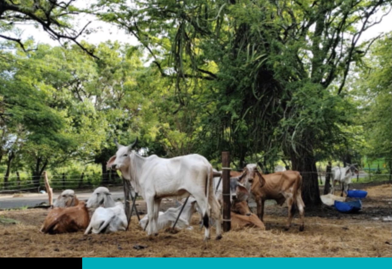 productores de Guanacaste