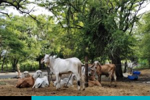 productores de Guanacaste