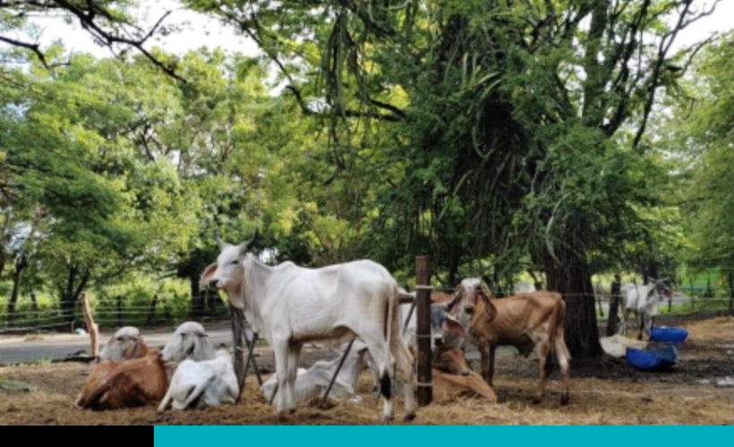 productores de Guanacaste