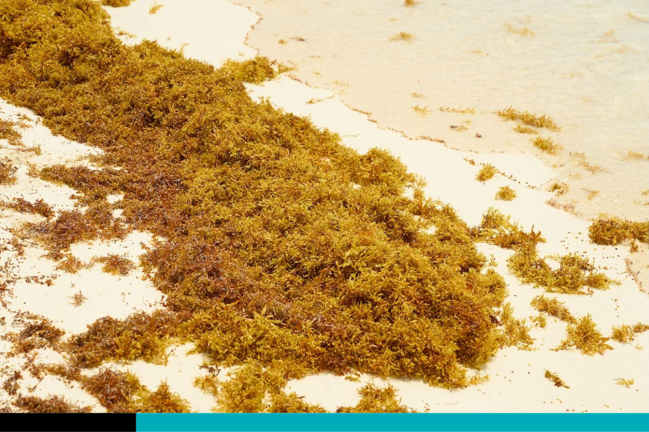 Sargazo se acumula en el Caribe Norte de Costa Rica - aDiarioCR.com - Costa Rica