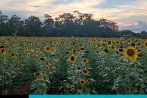 girasoles
