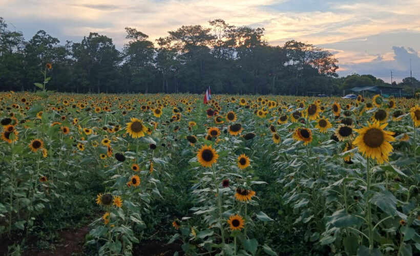 girasoles