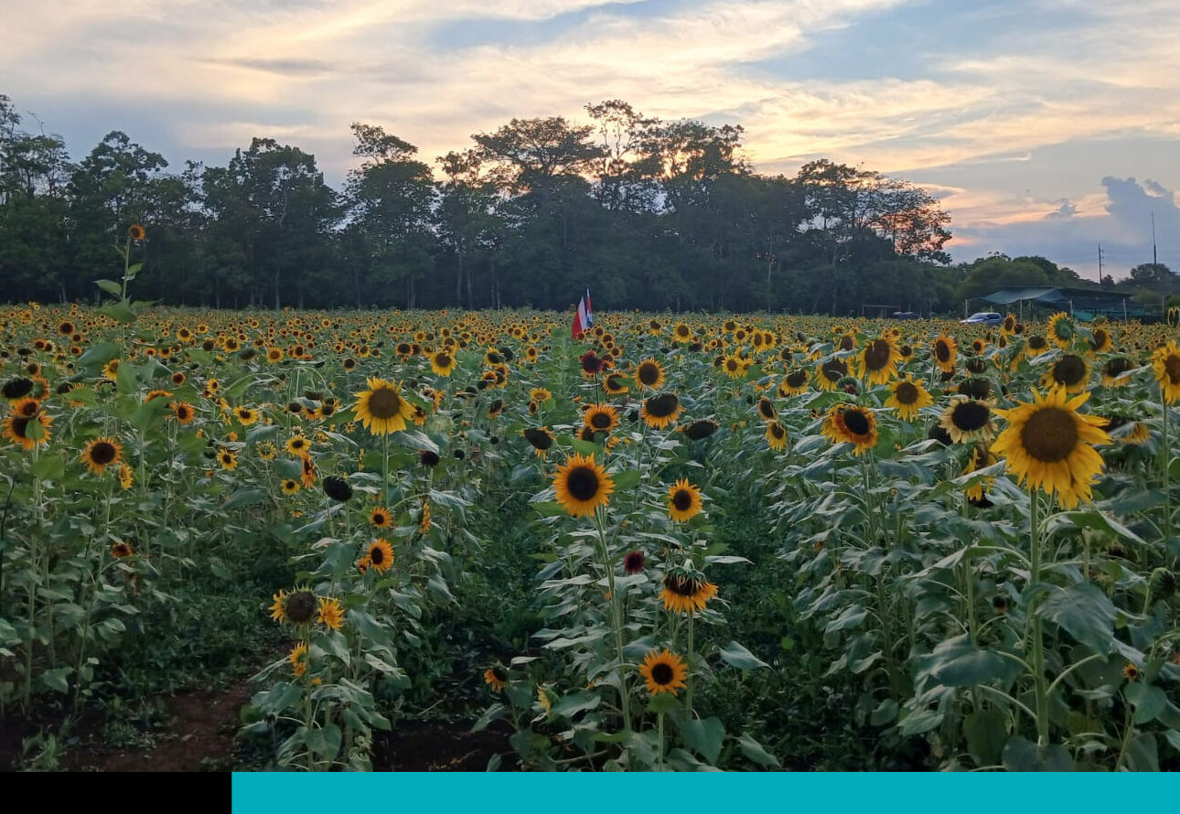 girasoles