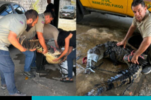 cocodrilo en tamarindo
