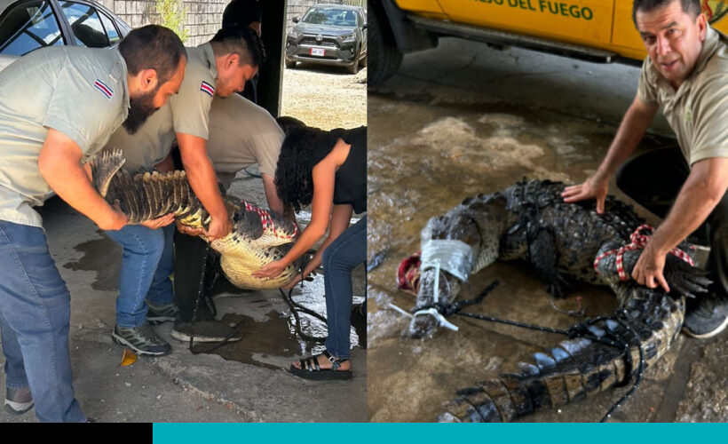 cocodrilo en tamarindo