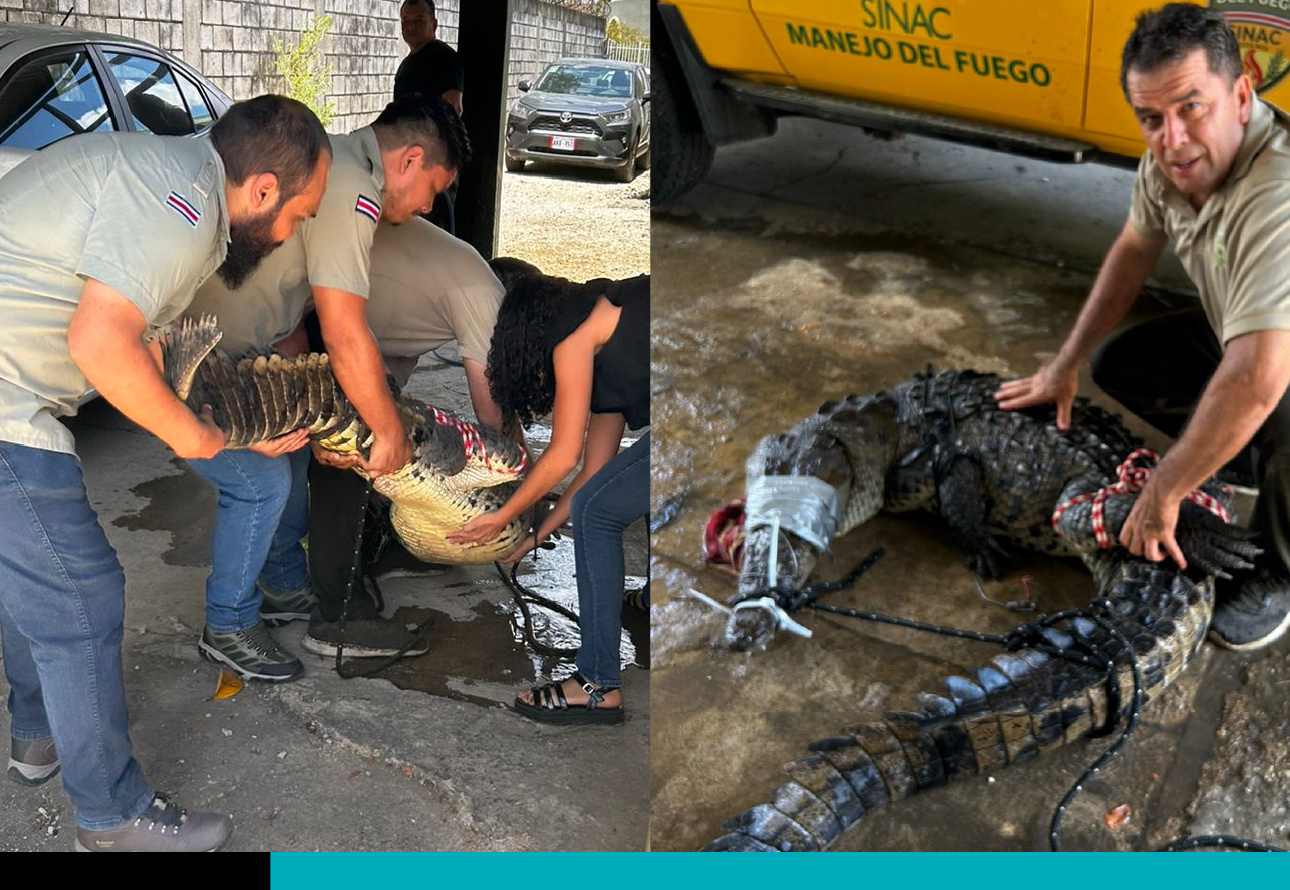 cocodrilo en tamarindo