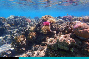 arrecifes de coral