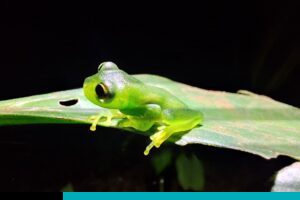 biodiversidad