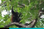 monos aulladores