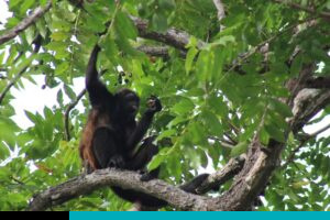 monos aulladores