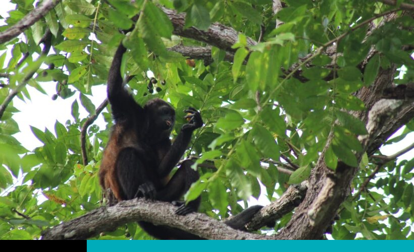 monos aulladores
