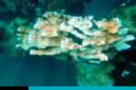 arrecifes de coral