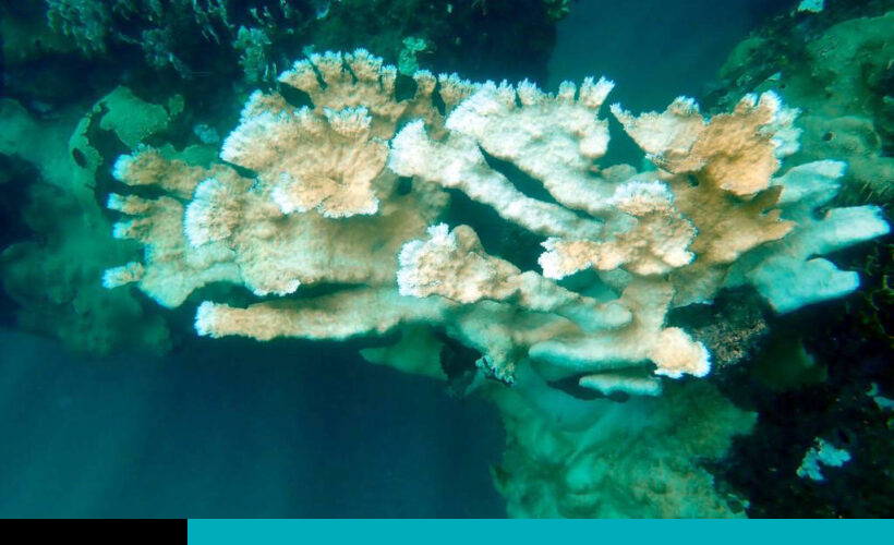 arrecifes de coral