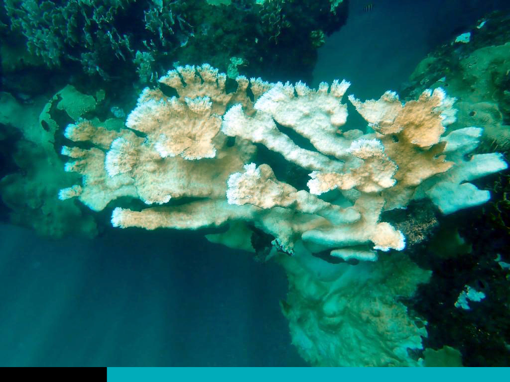arrecifes de coral