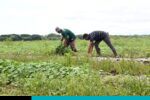 Agro