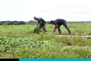 Agro