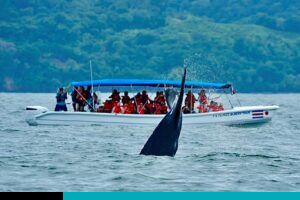 Ballenas