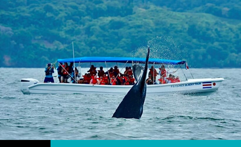 Ballenas