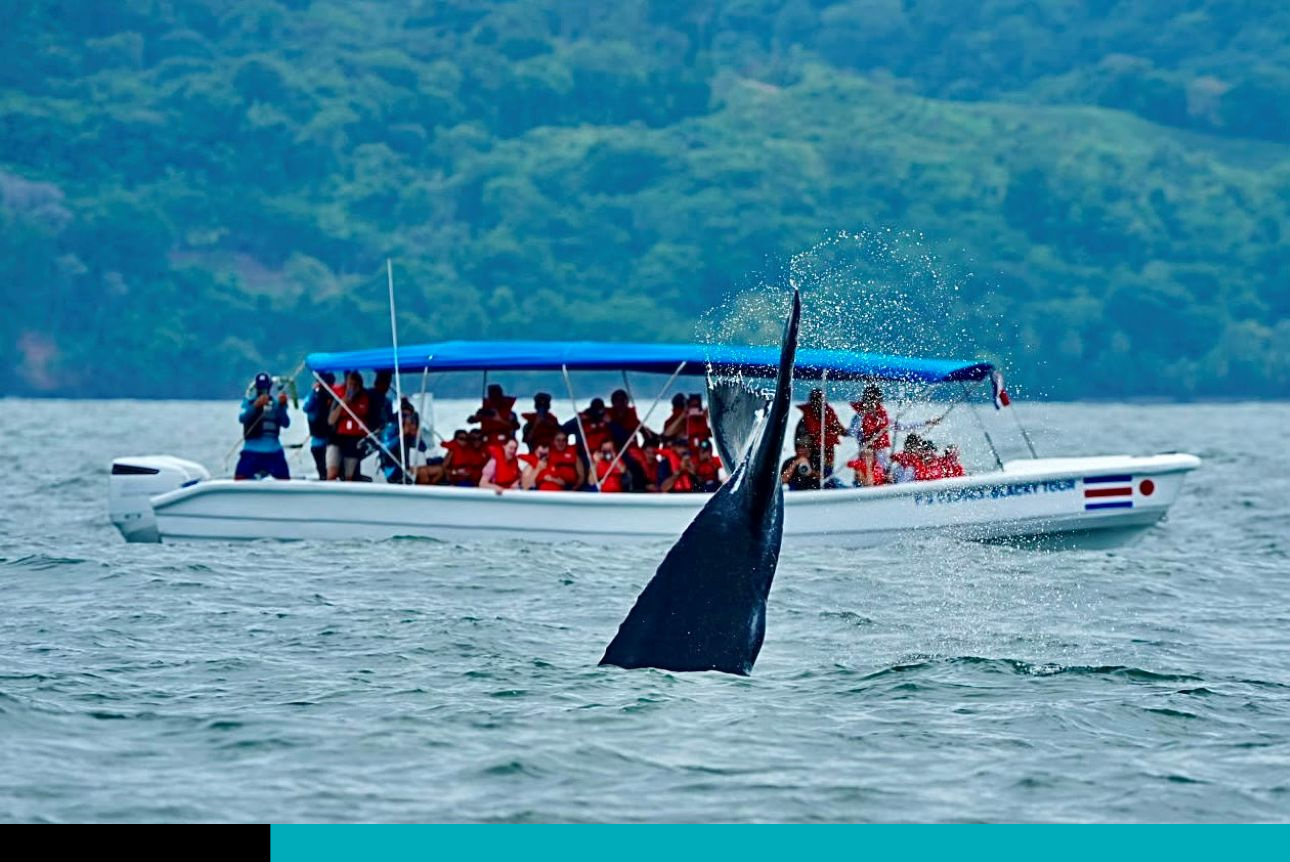 Ballenas