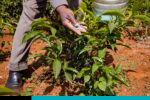 agroquímicos