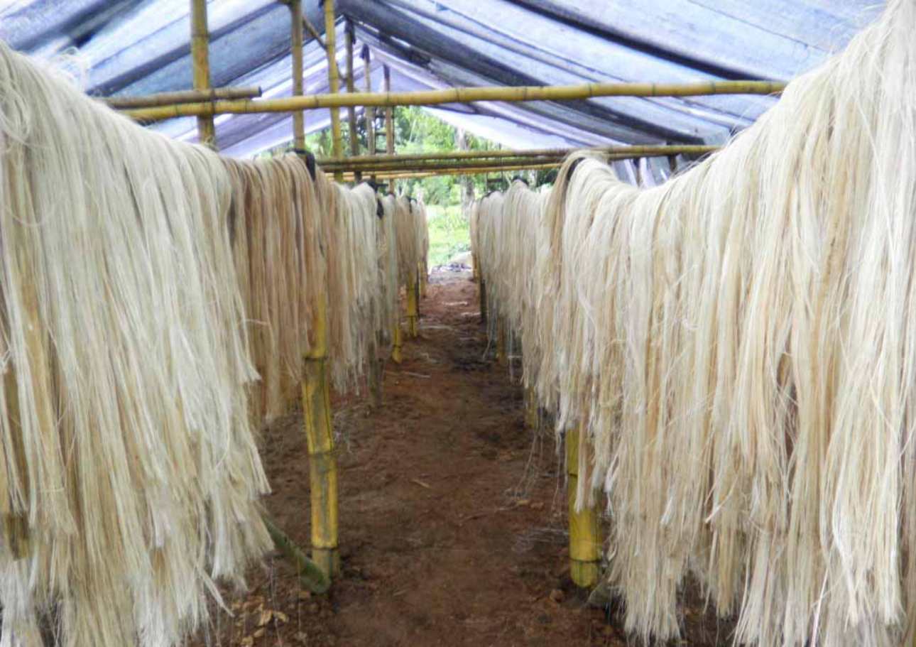 Cooperativa de Osa incursiona en cultivo de abacá