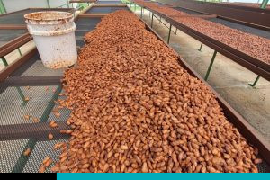 Cacao