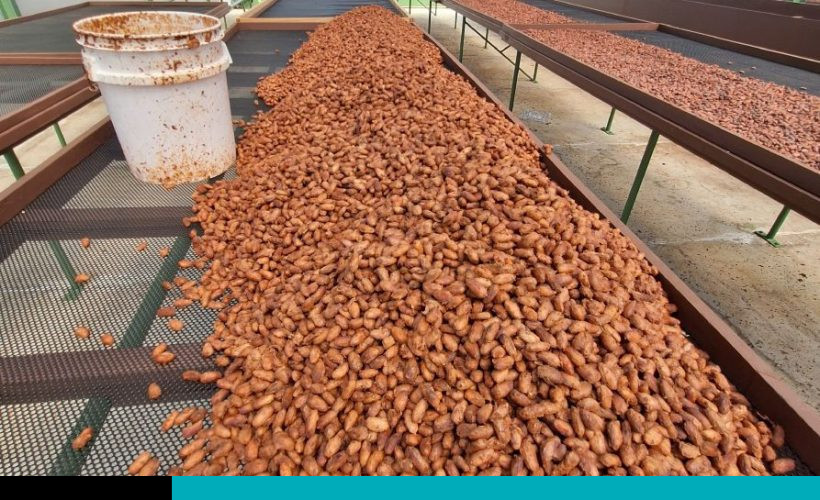 Cacao