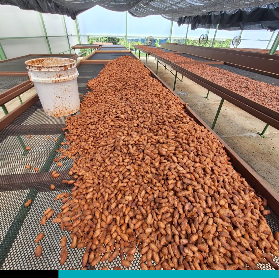 Cacao