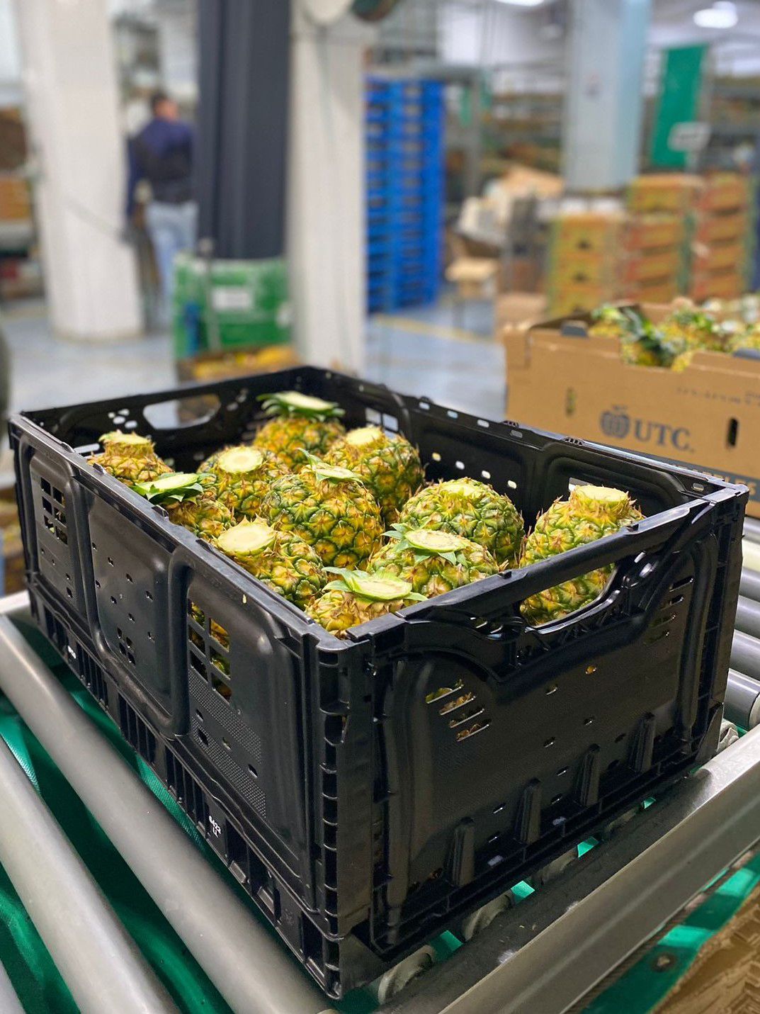 Cultivo sostenible y carbono neutral de piña tica se venderá en América ...