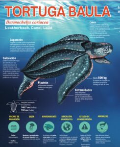 anatomía de la tortuga