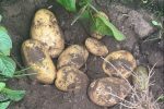 productores de papa y cebolla