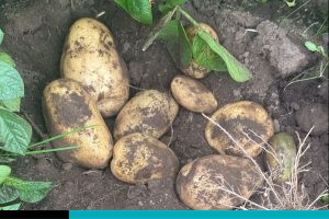 productores de papa y cebolla