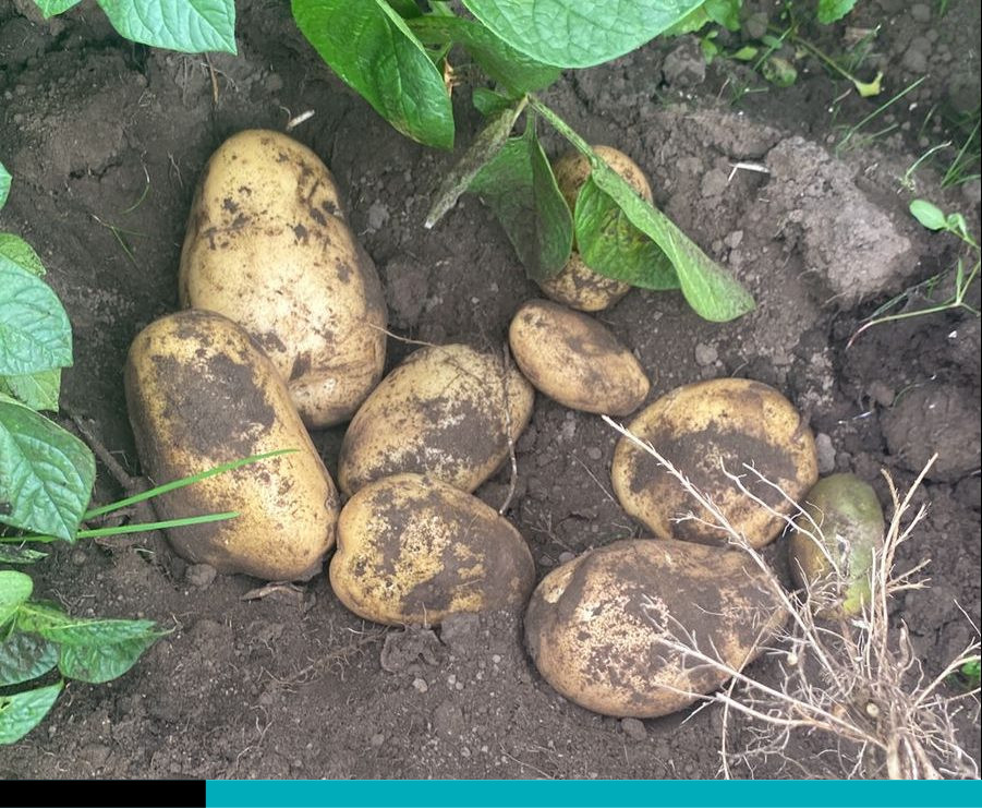 productores de papa y cebolla