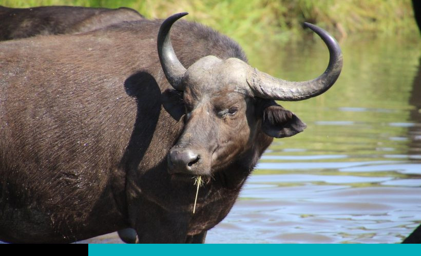 búfalo