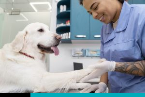 clínicas veterinarias