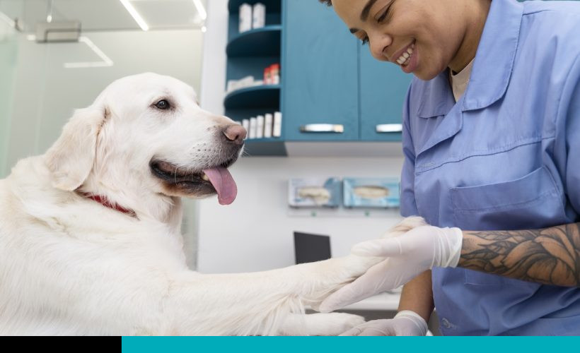 clínicas veterinarias