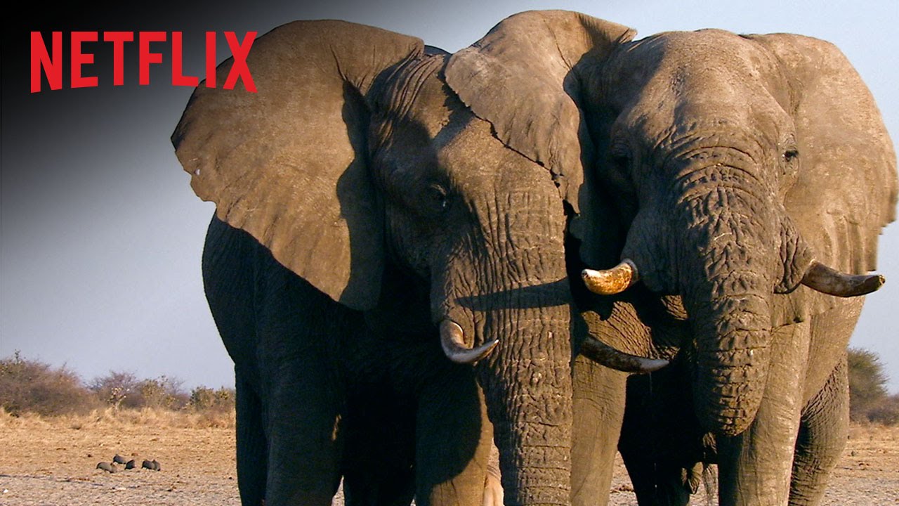 Los 5 documentales ambientalistas de Netflix que no se puede perder ...