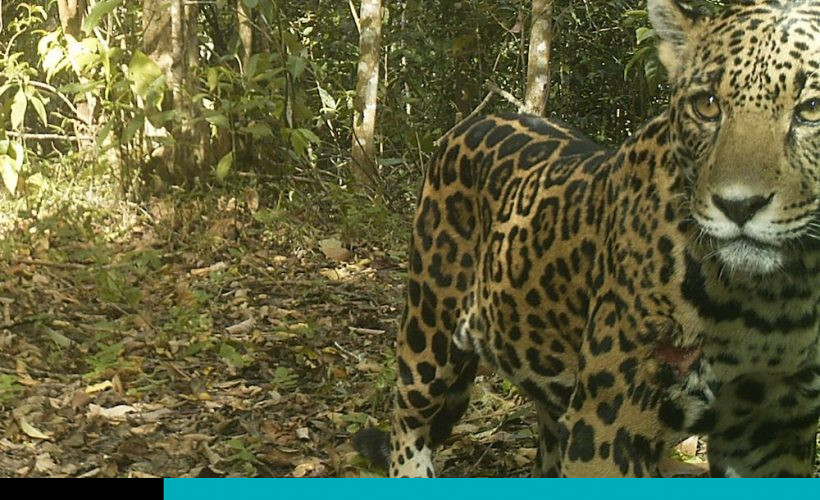panthera-onca-jaguar