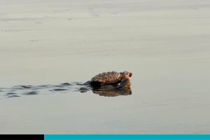 tortugas verdiazul