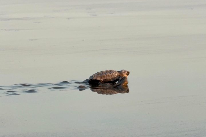 tortugas verdiazul